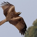 Black Kite, McLeod Ganj, India